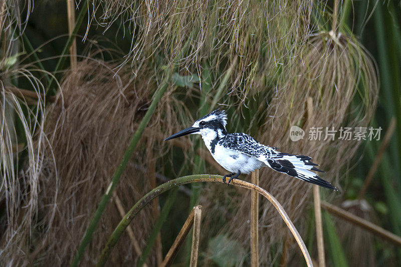 乌干达，沼泽中被射杀的彩衣翠鸟(Ceryle rudis)